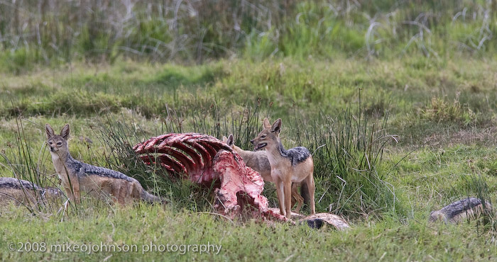 63Jackals on a Baby Hippo kill
