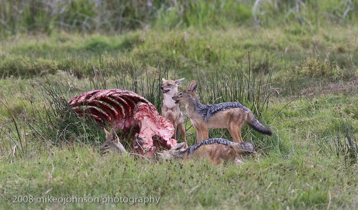 67Jackals on a Baby Hippo kill