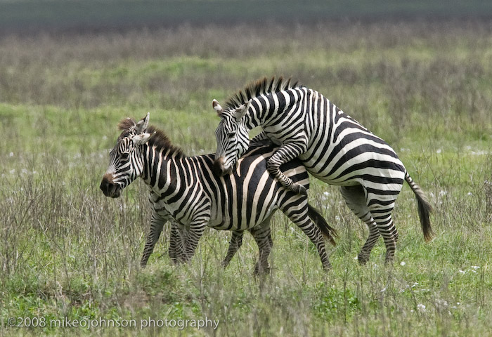 76Zebra Playing