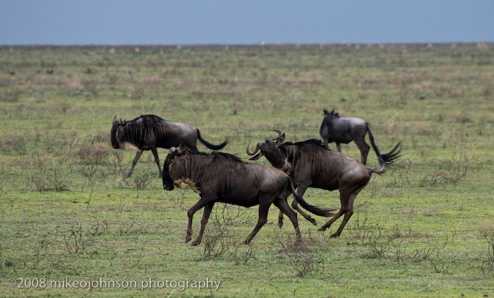 78Wildebeest Running