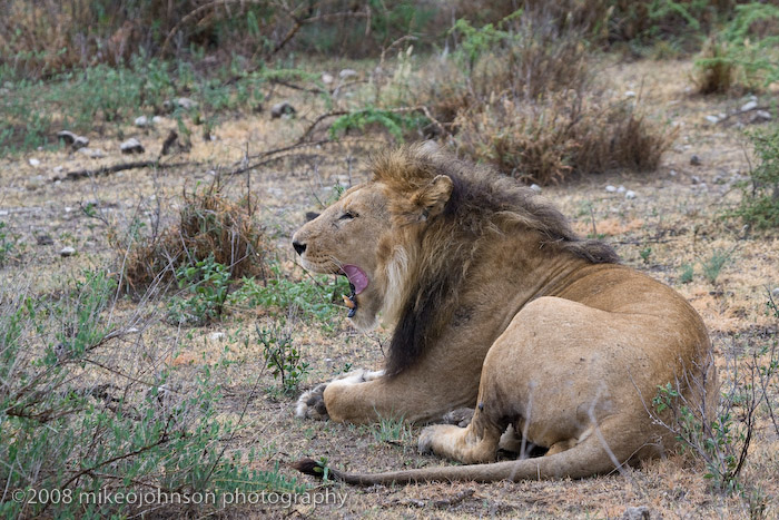 82Lion Yawning