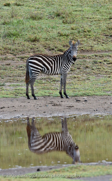 85Zebra Reflection