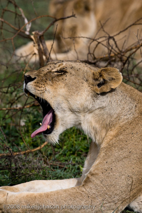 88Lion Yawning