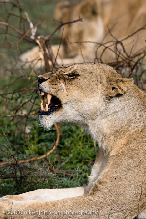 89Lion with Fangs