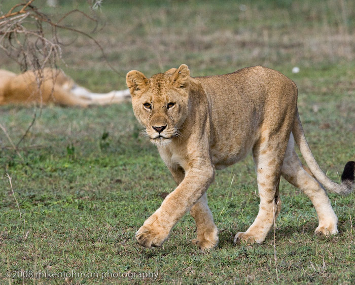 92Lioness