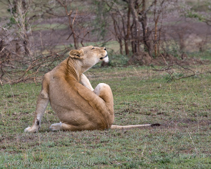 98Lion Scratching