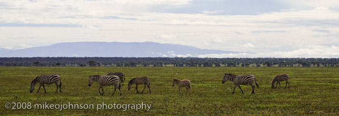 100Zebra in the Landscape