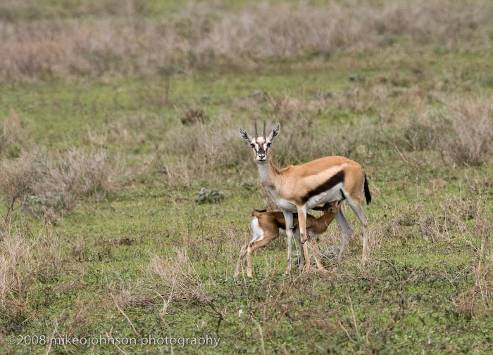 102Nursing Gazelle