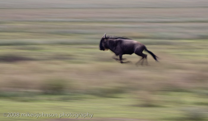 104Wildebeest Pan Blur