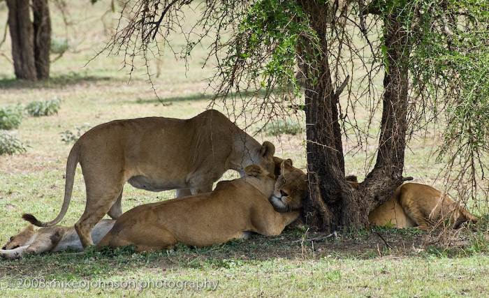 107Lions Under Acacia Tree