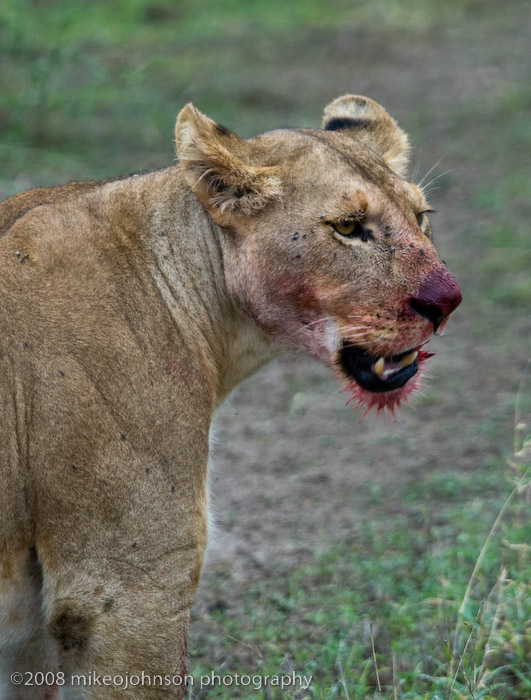 109Lion with Fresh Blood