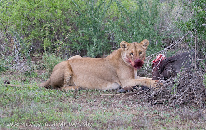 111Lion with Wildebeest Kill