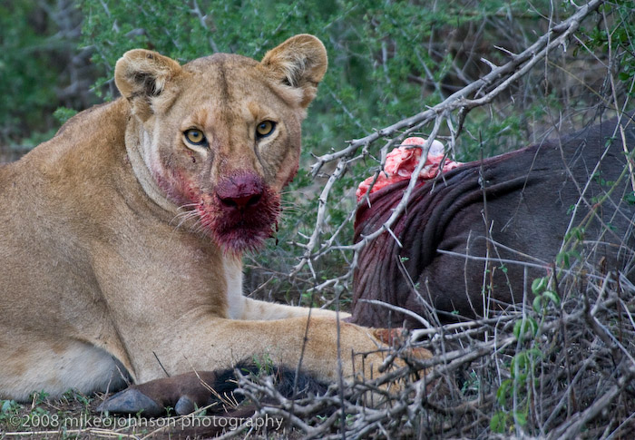 112Lion with Wildebeest Kill