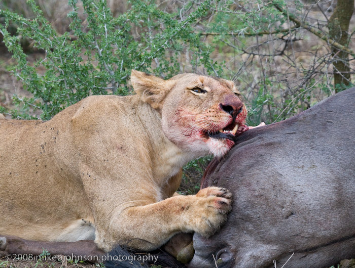 115Lion Eating Wildebeest