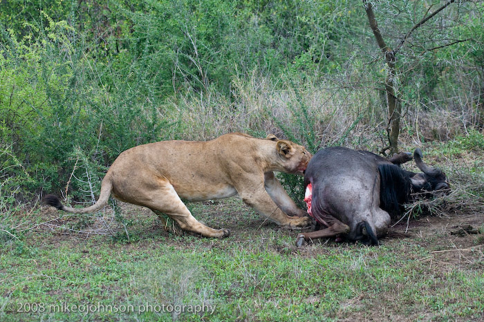 118Lion Moving Dead Wildebeest