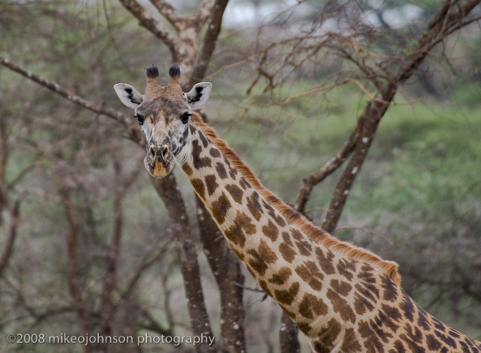 121Giraffe Head and Neck