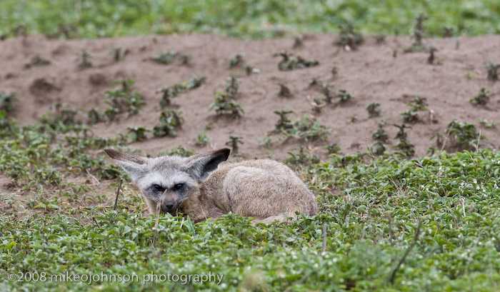 124Bat Eared Fox