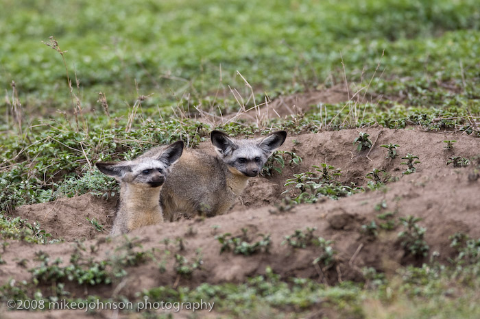 125Bat Eared Fox Pups