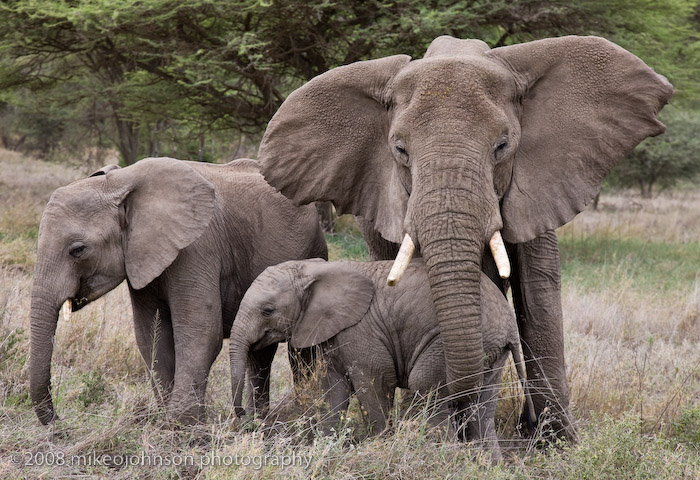 127Elephant Family