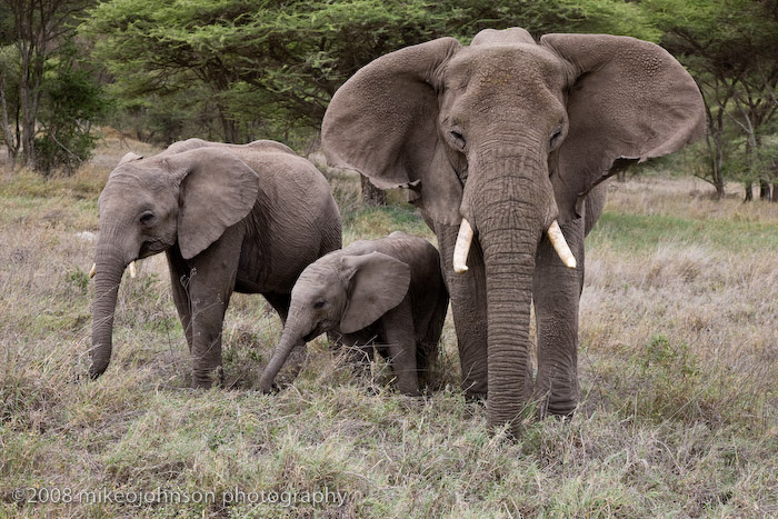 128Elephant Family