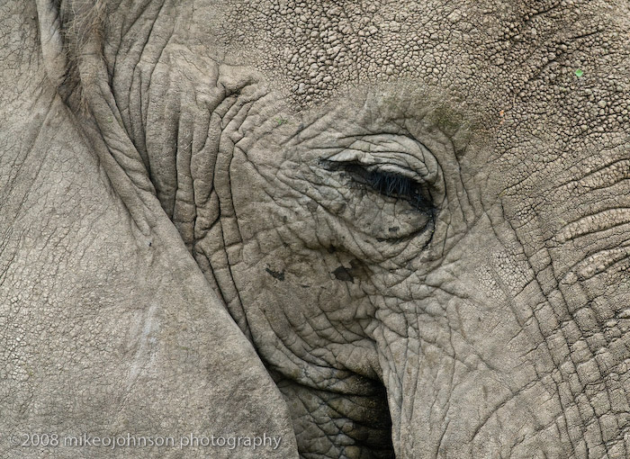 129Elephant Eye
