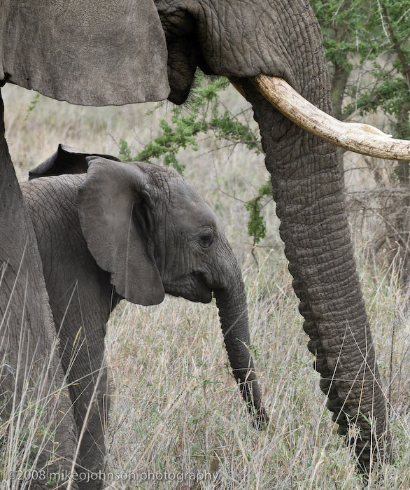 130Elephant Generations