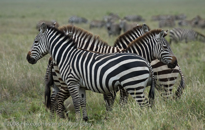 134Four Zebra Pattern