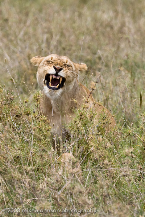 137Lion Mouthh