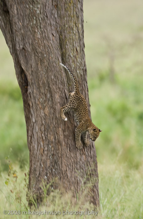 158Leopard Kitten Climbing Down the Tree