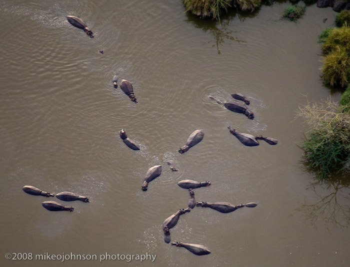 166Hippos Look Like Bugs from Balloon