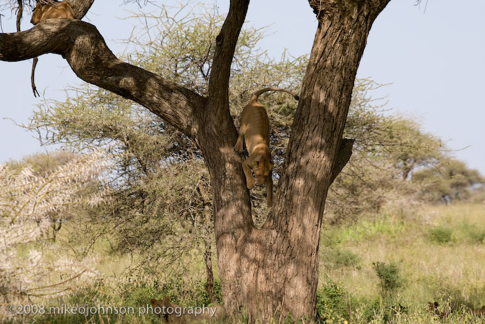 167Lions in Tree