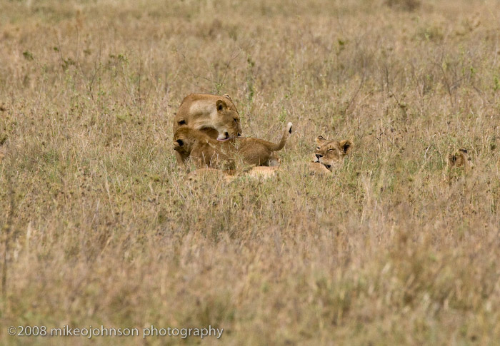 179Lion Cub with Mother
