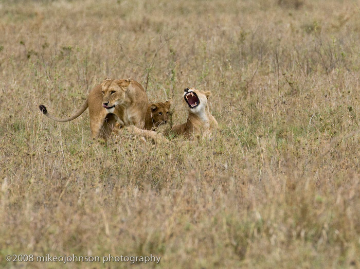 180Lion Cubs with Mothers
