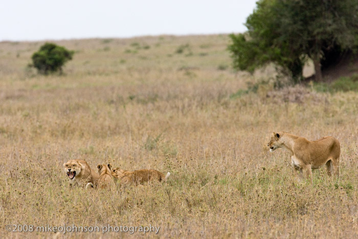 183Lion Nursing Cubs