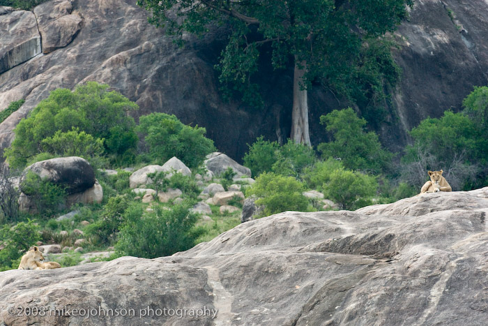 184Lions on Rock