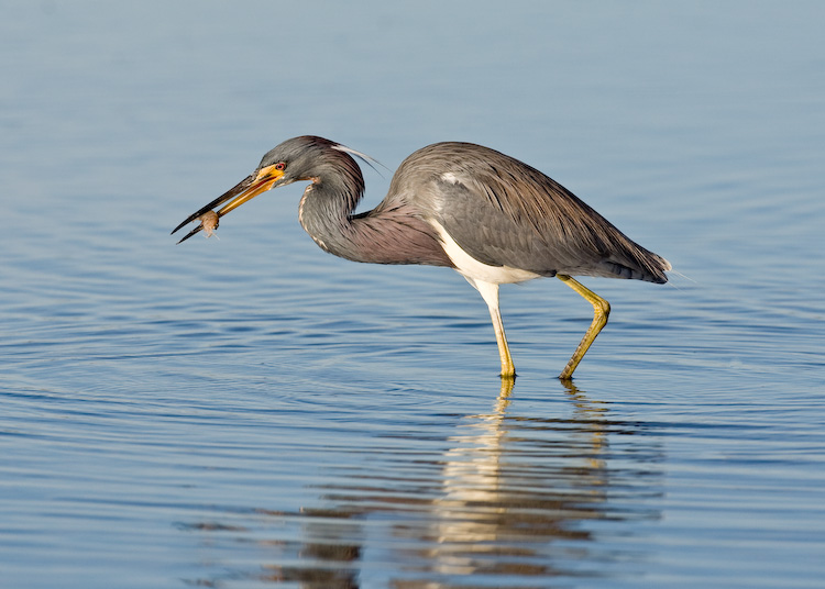 Tri Color Heron with Shrimp