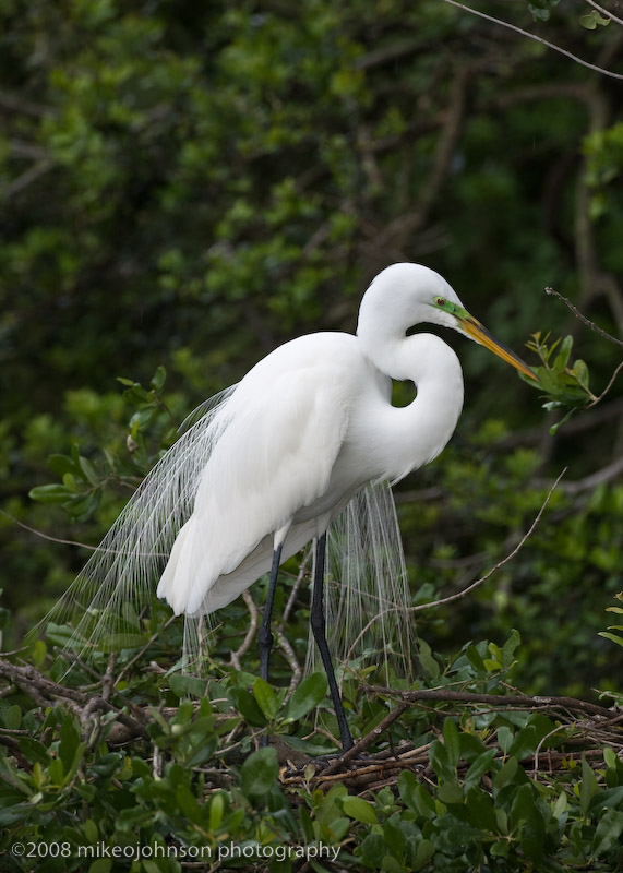 Great White Egret in Breeding Plumage