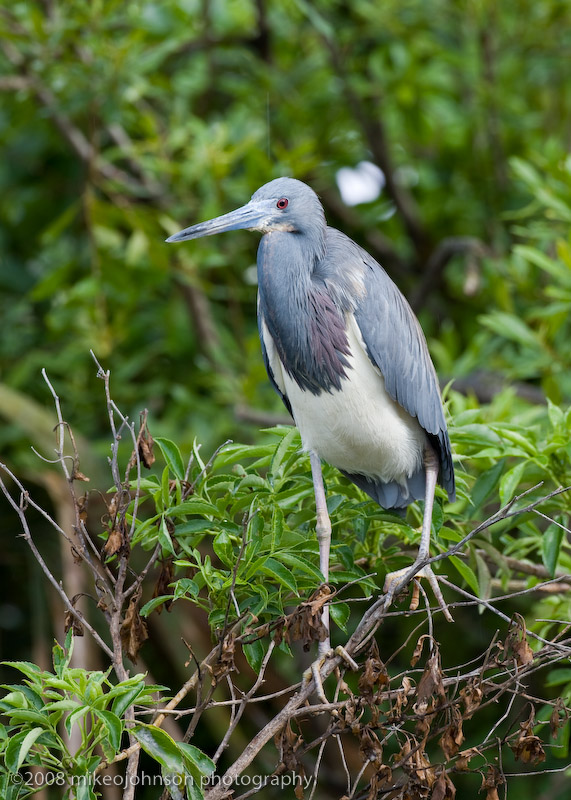 Tri color Heron