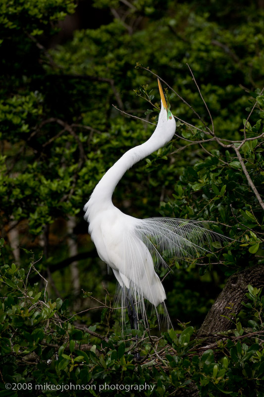 Great White Egret Display