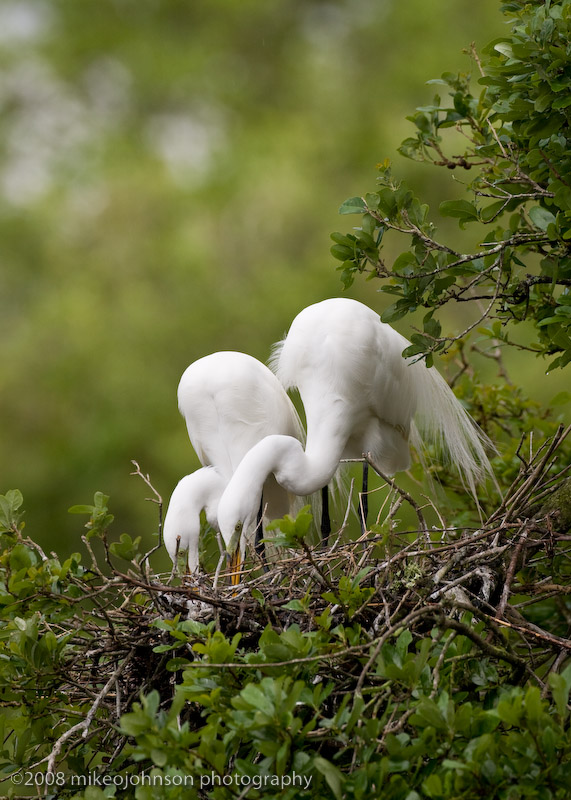 Great White Egret Pair Building Nest