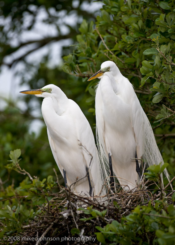 Great White Egret Pair