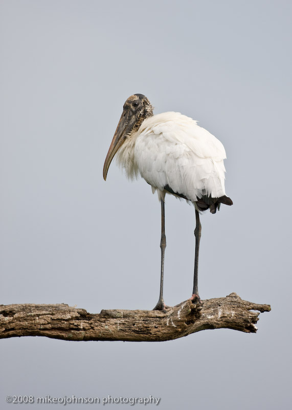 Wood Stork on Branch