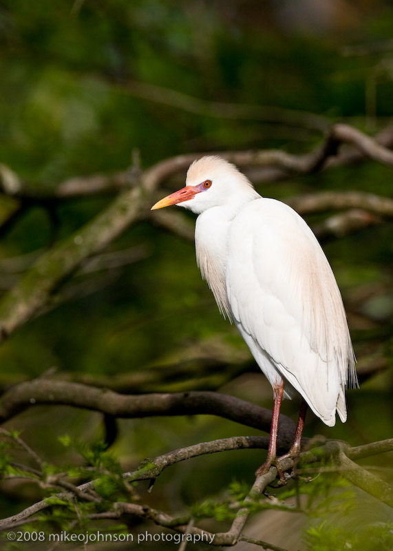 Cattle Egret in Breeding Plumage