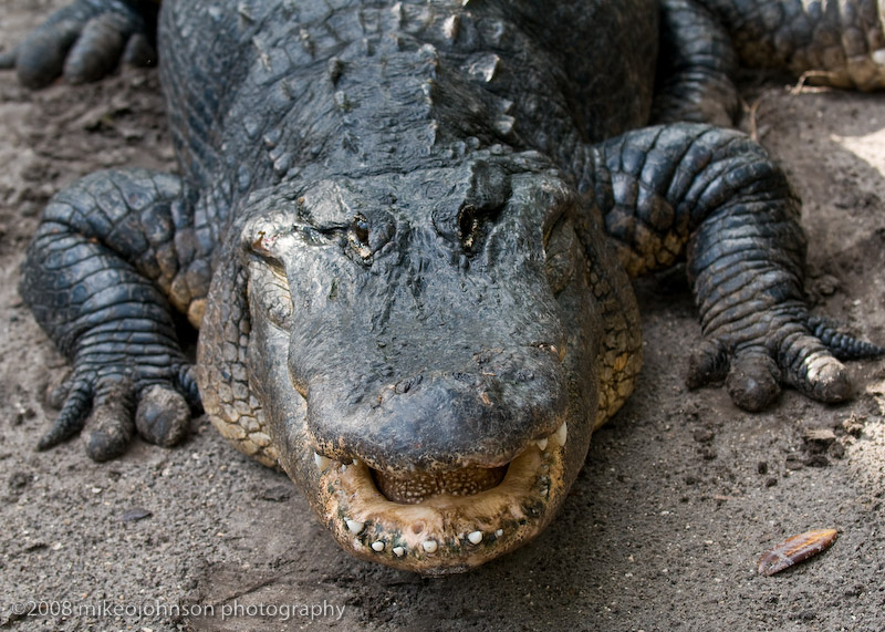 Alligator