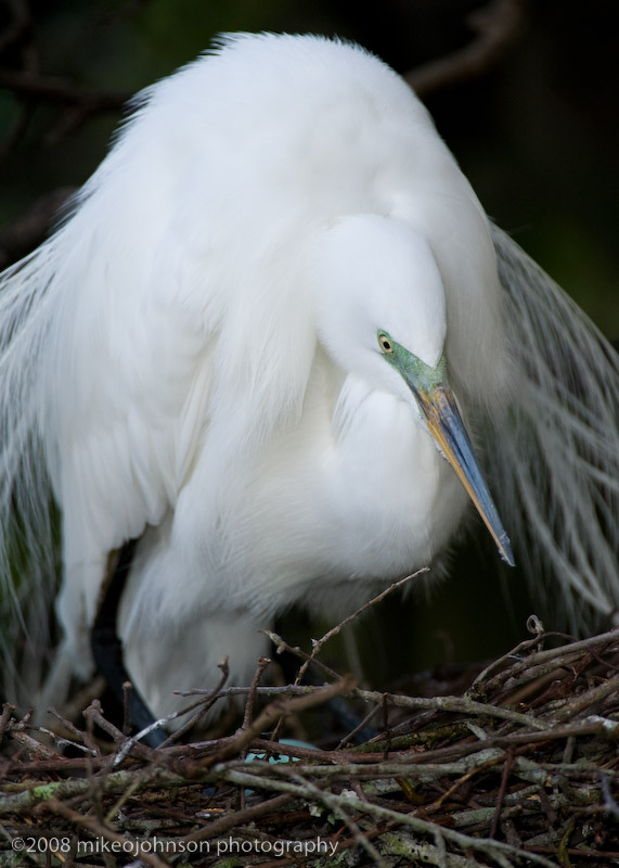 Great White Egret on Nest with Egg
