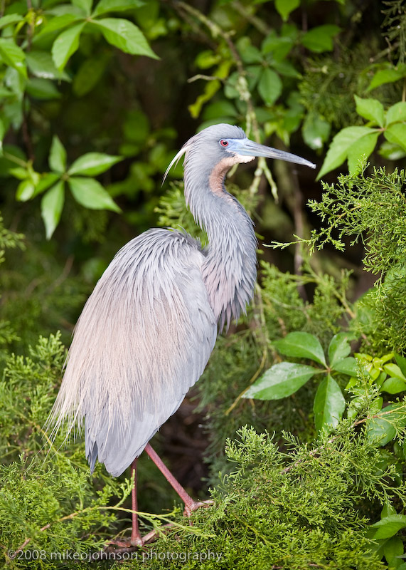 Tri color Heron