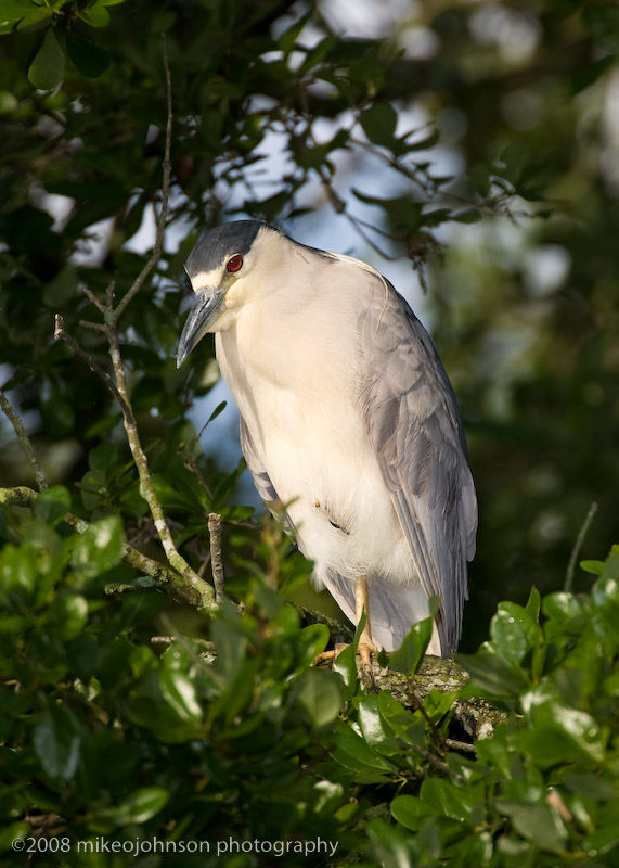 Black Crowned Night Heron