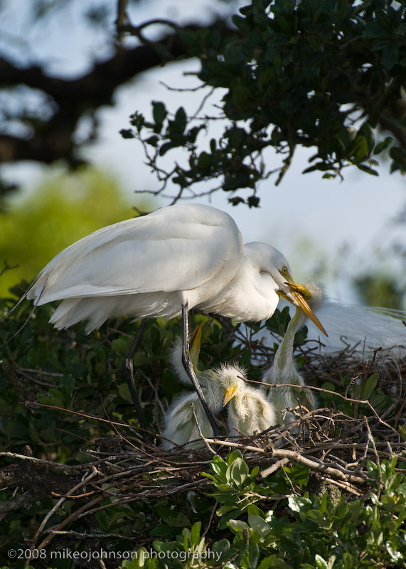 Great White Egret Family with Chicks