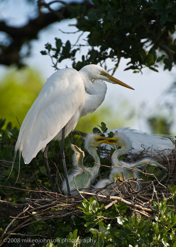Great White Egret Family with Chicks