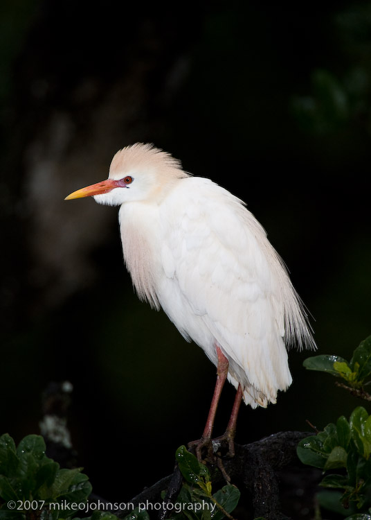 Cattle Egret in Breeding Plumage_MOJ1059-1.jpg